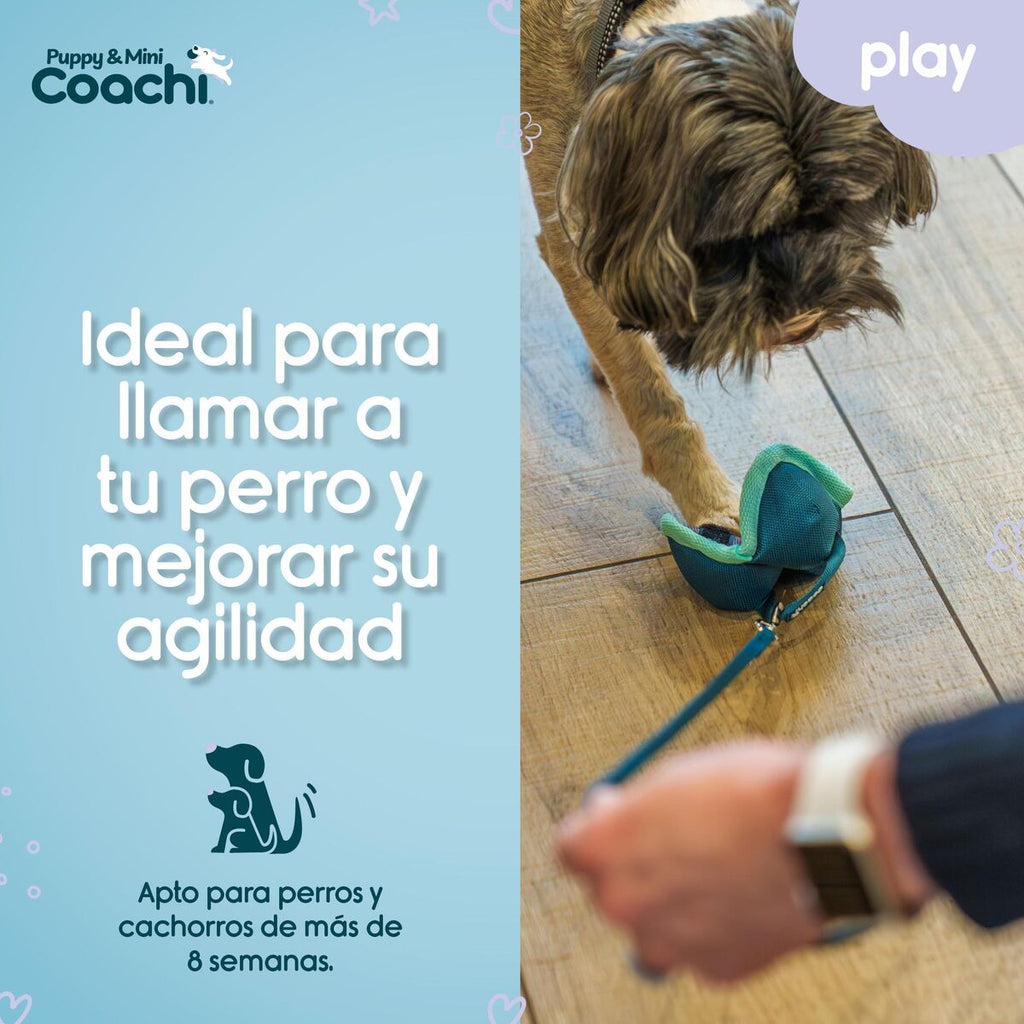 Dog Harness Coachi-0
