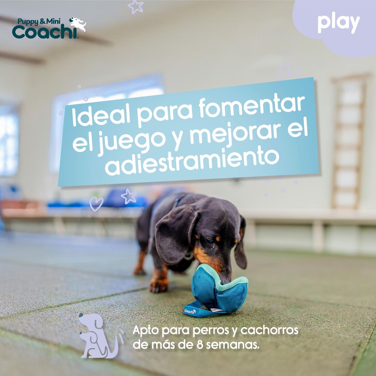 Dog Harness Coachi-2