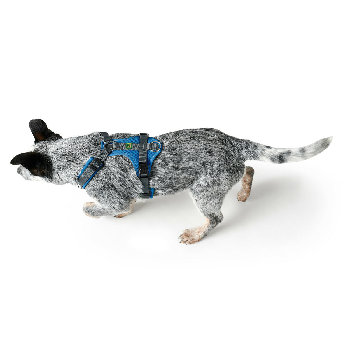 Dog Harness Hunter Maldon Up Blue 46-82 cm S/M-2