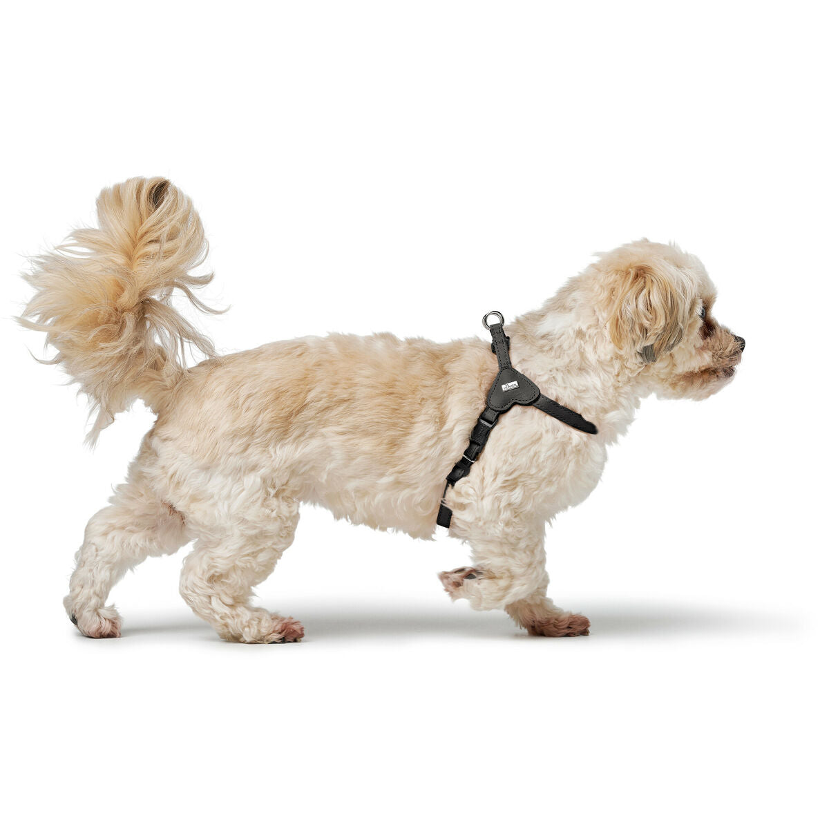 Dog Harness Hunter SOHO MINI Black XS/S-2