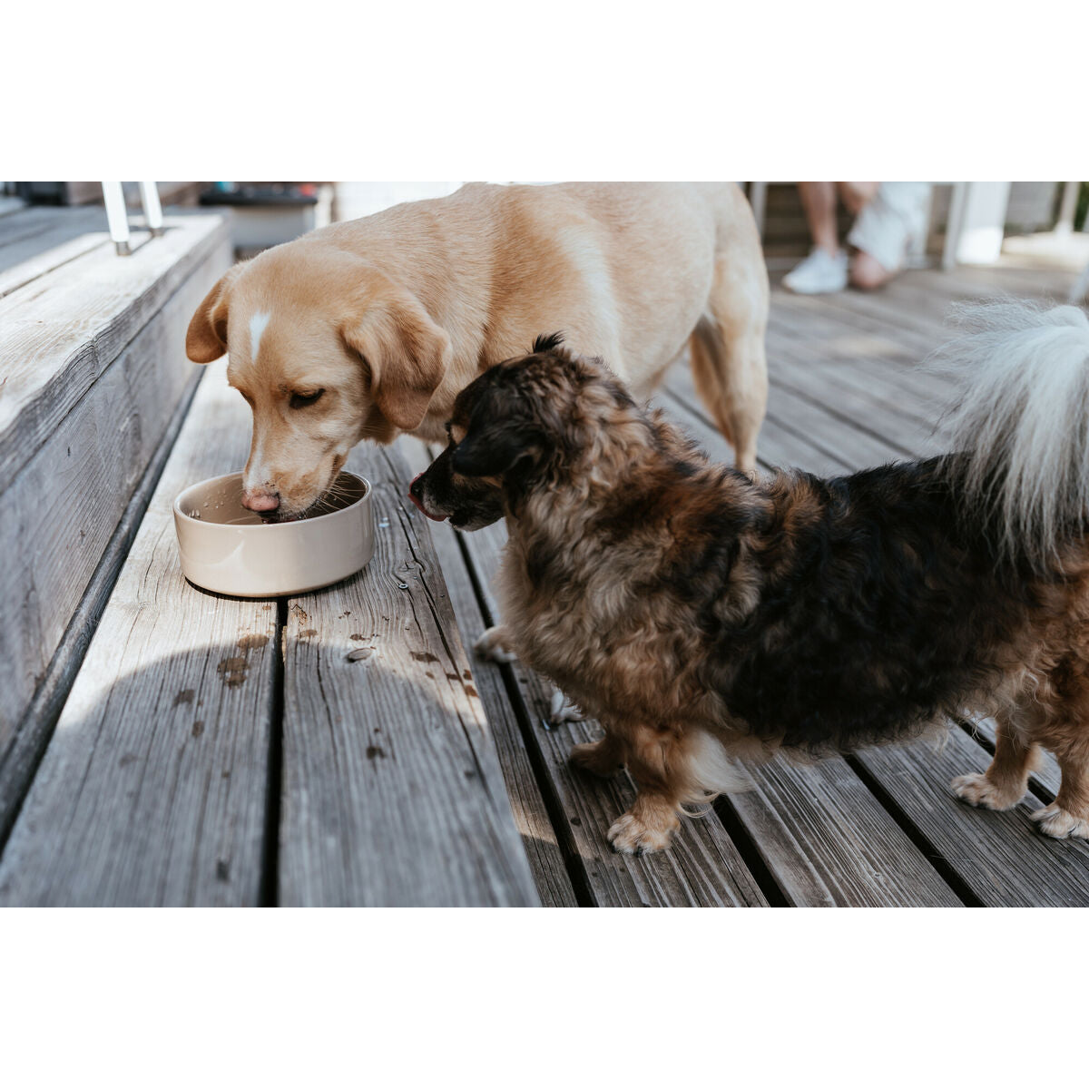 Dog Feeder Hunter OSBY Beige Ceramic 350 ml-1