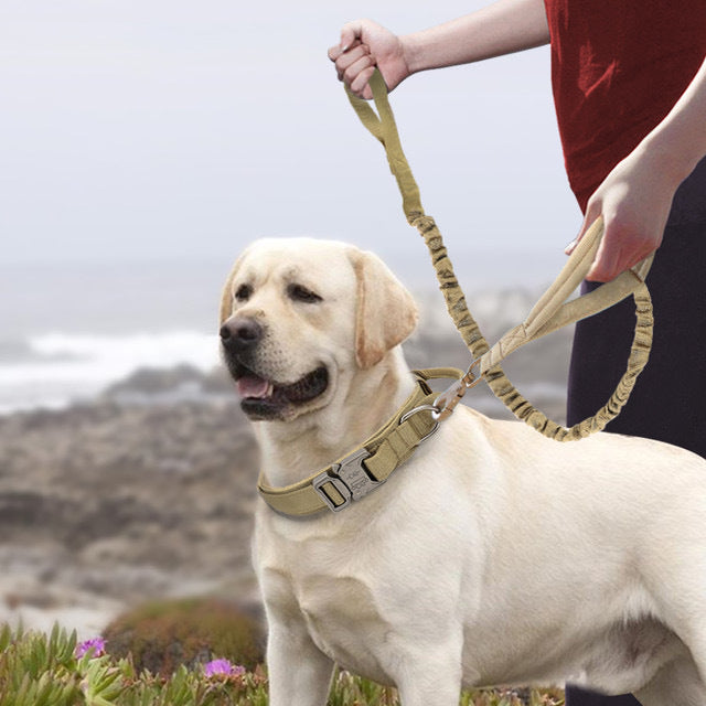Nylon Pet Collars-0